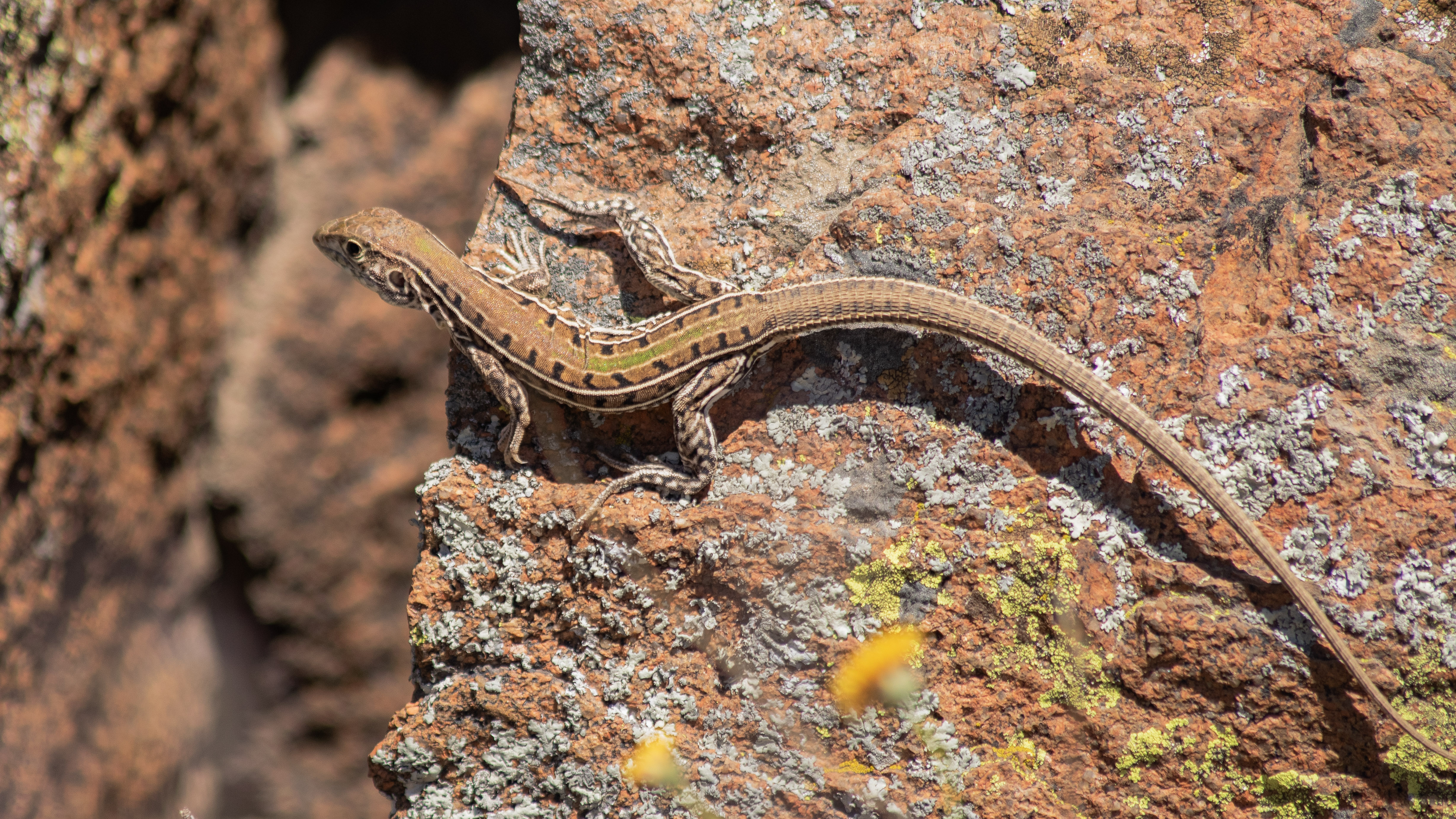 Teius oculatus